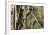 Tree Roots Growing over Bas-Relief on Ta Prohm Temple Ruins, Siem Reap-David Wall-Framed Photographic Print