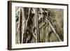 Tree Roots Growing over Bas-Relief on Ta Prohm Temple Ruins, Siem Reap-David Wall-Framed Photographic Print