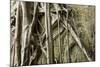 Tree Roots Growing over Bas-Relief on Ta Prohm Temple Ruins, Siem Reap-David Wall-Mounted Photographic Print