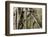 Tree Roots Growing over Bas-Relief on Ta Prohm Temple Ruins, Siem Reap-David Wall-Framed Photographic Print