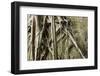 Tree Roots Growing over Bas-Relief on Ta Prohm Temple Ruins, Siem Reap-David Wall-Framed Photographic Print