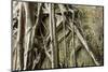 Tree Roots Growing over Bas-Relief on Ta Prohm Temple Ruins, Siem Reap-David Wall-Mounted Photographic Print