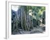 Tree Roots Growing Over Ruins at Archaeological Site, Unesco World Heritage Site, Cambodia-Gavin Hellier-Framed Photographic Print