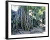 Tree Roots Growing Over Ruins at Archaeological Site, Unesco World Heritage Site, Cambodia-Gavin Hellier-Framed Photographic Print