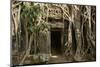 Tree Roots Growing over Ta Prohm Temple Ruins, Angkor World Heritage Site, Siem Reap, Cambodia-David Wall-Mounted Photographic Print