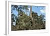 Tree Roots Growing over Ta Prohm Temple Ruins, Angkor World Heritage Site, Siem Reap, Cambodia-David Wall-Framed Photographic Print