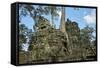 Tree Roots Growing over Ta Prohm Temple Ruins, Angkor World Heritage Site, Siem Reap, Cambodia-David Wall-Framed Stretched Canvas