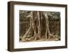 Tree Roots Growing over Ta Prohm Temple Ruins, Angkor World Heritage Site, Siem Reap, Cambodia-David Wall-Framed Photographic Print