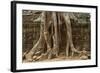 Tree Roots Growing over Ta Prohm Temple Ruins, Angkor World Heritage Site, Siem Reap, Cambodia-David Wall-Framed Photographic Print