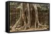 Tree Roots Growing over Ta Prohm Temple Ruins, Angkor World Heritage Site, Siem Reap, Cambodia-David Wall-Framed Stretched Canvas