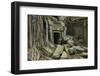 Tree Roots Growing over Ta Prohm Temple Ruins, Angkor World Heritage Site, Siem Reap, Cambodia-David Wall-Framed Photographic Print