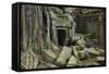 Tree Roots Growing over Ta Prohm Temple Ruins, Angkor World Heritage Site, Siem Reap, Cambodia-David Wall-Framed Stretched Canvas