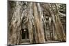 Tree Roots Growing over Ta Prohm Temple Ruins, Angkor World Heritage Site, Siem Reap, Cambodia-David Wall-Mounted Photographic Print