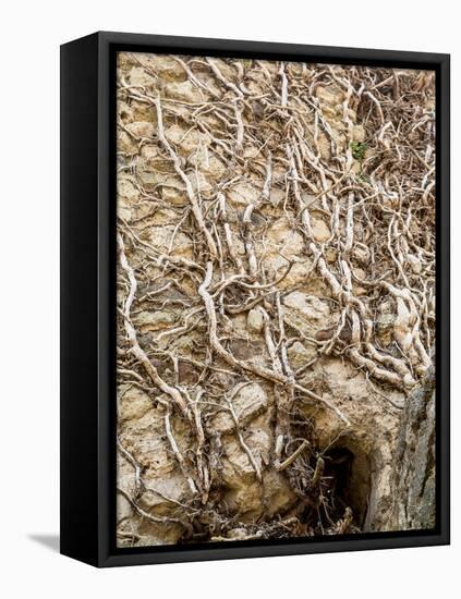 Tree Roots in Ancient Wall-dbvirago-Framed Stretched Canvas