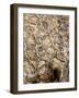 Tree Roots in Ancient Wall-dbvirago-Framed Photographic Print