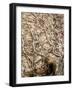 Tree Roots in Ancient Wall-dbvirago-Framed Photographic Print
