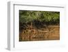 Tree Roots on Riverbank, Northern Pantanal, Mato Grosso, Brazil-Pete Oxford-Framed Photographic Print