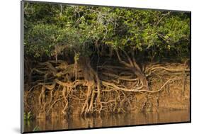 Tree Roots on Riverbank, Northern Pantanal, Mato Grosso, Brazil-Pete Oxford-Mounted Photographic Print