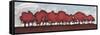 Tree Row Sunset In Red-Dan Meneely-Framed Stretched Canvas