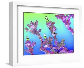 Tree Seagulls-Tom Kelly-Framed Giclee Print