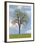 Tree Seasons I-Bill Coleman-Framed Giclee Print