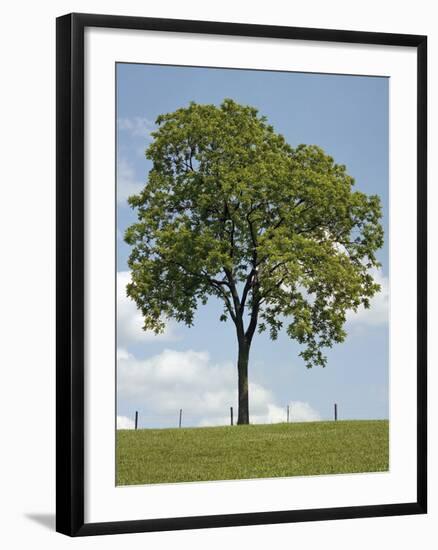 Tree Seasons II-Bill Coleman-Framed Giclee Print