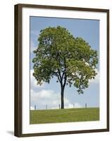 Tree Seasons II-Bill Coleman-Framed Giclee Print