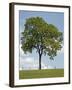 Tree Seasons II-Bill Coleman-Framed Giclee Print