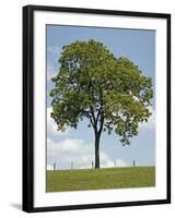 Tree Seasons II-Bill Coleman-Framed Giclee Print