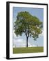 Tree Seasons II-Bill Coleman-Framed Giclee Print