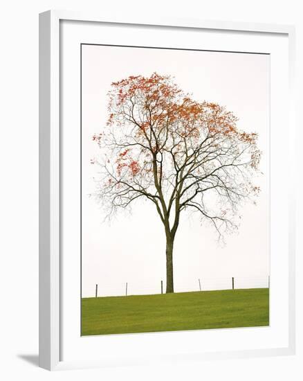 Tree Seasons III-Bill Coleman-Framed Giclee Print