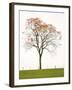 Tree Seasons III-Bill Coleman-Framed Giclee Print