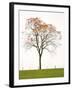 Tree Seasons III-Bill Coleman-Framed Giclee Print