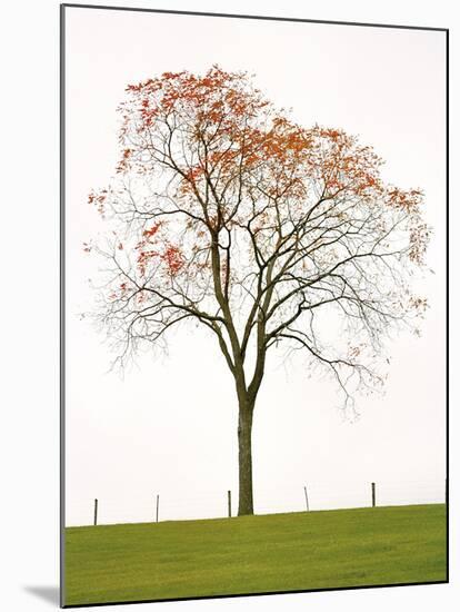 Tree Seasons III-Bill Coleman-Mounted Giclee Print