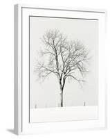 Tree Seasons IV-Bill Coleman-Framed Giclee Print