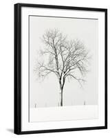 Tree Seasons IV-Bill Coleman-Framed Giclee Print