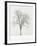 Tree Seasons IV-Bill Coleman-Framed Giclee Print