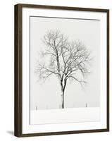 Tree Seasons IV-Bill Coleman-Framed Giclee Print