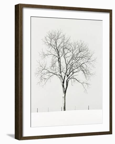 Tree Seasons IV-Bill Coleman-Framed Giclee Print