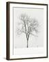 Tree Seasons IV-Bill Coleman-Framed Giclee Print