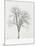 Tree Seasons IV-Bill Coleman-Mounted Giclee Print