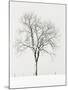Tree Seasons IV-Bill Coleman-Mounted Giclee Print