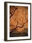 Tree Shadow on Red Rock-dlphoto6-Framed Photographic Print