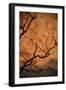 Tree Shadow on Red Rock-dlphoto6-Framed Photographic Print