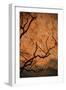 Tree Shadow on Red Rock-dlphoto6-Framed Photographic Print