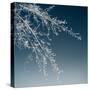 Tree Silhouette I White on Light Blue-David Pollard-Stretched Canvas