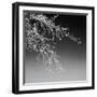 Tree Silhouette I White on Medium Gray-David Pollard-Framed Photo