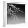 Tree Silhouette I White on Medium Gray-David Pollard-Framed Photo