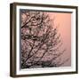 Tree Silhouette II Black on Pink-David Pollard-Framed Photo