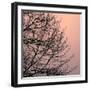 Tree Silhouette II Black on Pink-David Pollard-Framed Photo